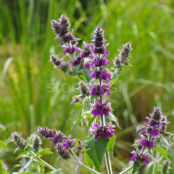Stachys persica, aa ornamental plant lambs ears Stock photo © LianeM