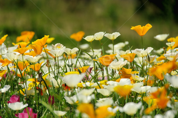 加州 罌粟 31日， 花 性質 花園 商業照片 © LianeM