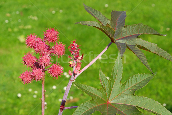 castor oil plant 15 Stock photo © LianeM