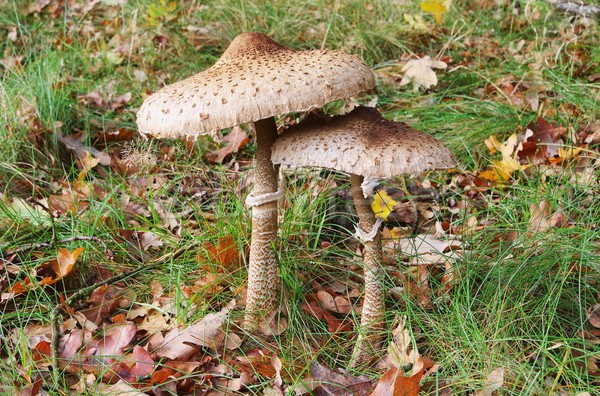 Sombrilla setas 19 madera forestales planta Foto stock © LianeM