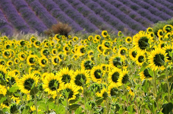 lavender and  sunflowers 08 Stock photo © LianeM