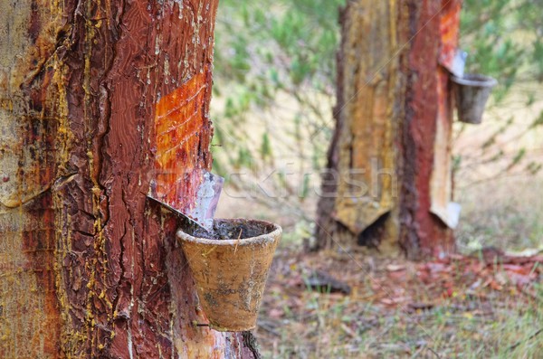 pine forest resin extraction  Stock photo © LianeM