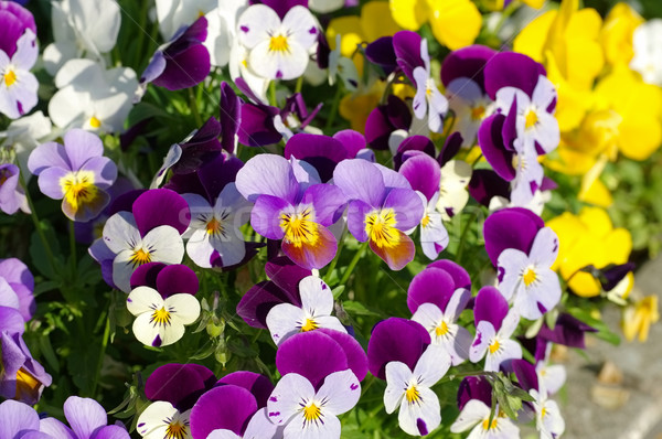 pansy flowers in spring Stock photo © LianeM