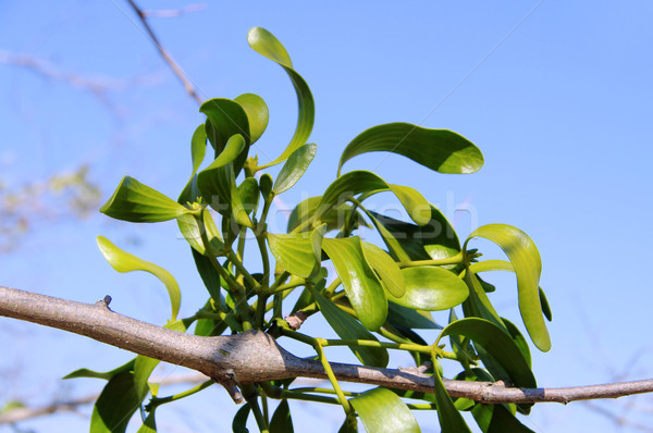 mistletoe 17 Stock photo © LianeM