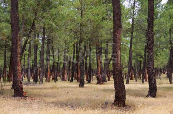 pine forest resin extraction 03 Stock photo © LianeM