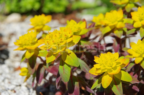Euphorbia bonfire  Stock photo © LianeM
