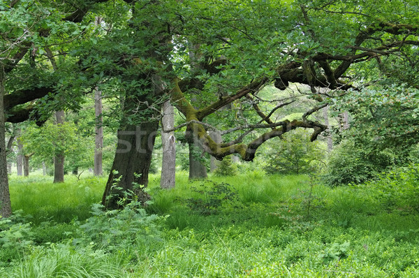[[stock_photo]]: Anciens · forêt · nature · feuille · arbres · laisse