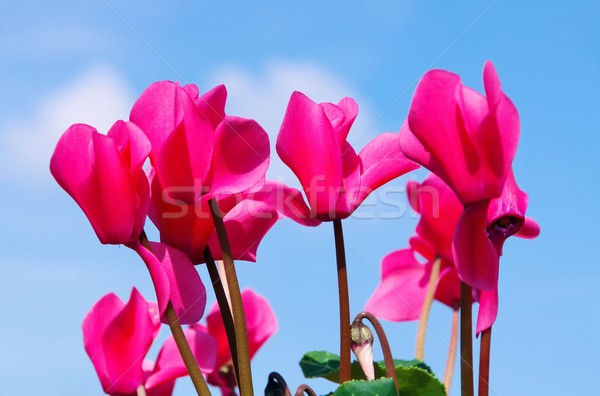 cyclamen Stock photo © LianeM