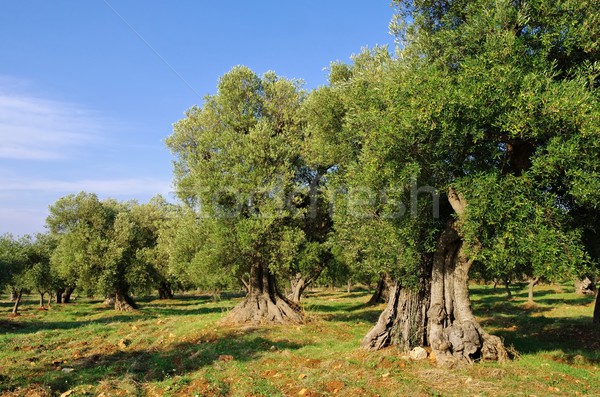 Olivenöl Hain Baum Natur Blatt Blätter Stock foto © LianeM