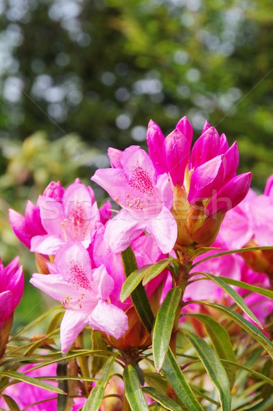 Stock photo: Rhododendron 