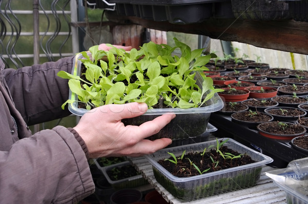 plant breeding in spring Stock photo © LianeM