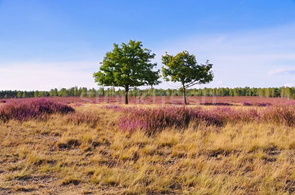 Heath landscape with flowering Heather Stock photo © LianeM