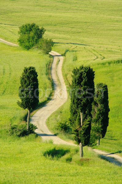 Stock foto: Toskana · Hügeln · Baum · Gras · Straße · Bäume