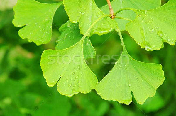 Stock photo: Ginkgo 46