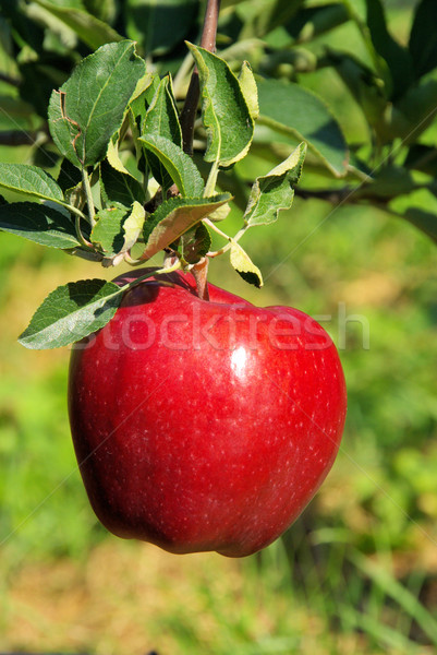 Foto stock: Apple · tree · árvore · comida · folha · jardim · árvores