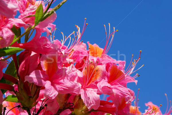 Azalée ciel jardin fond rouge usine [[stock_photo]] © LianeM