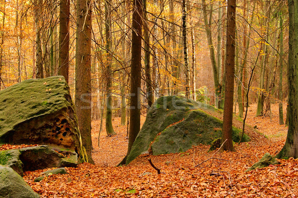 Zandsteen rock bos landschap blad bladeren Stockfoto © LianeM