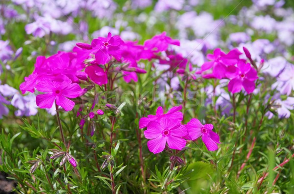Moss Phlox  Stock photo © LianeM