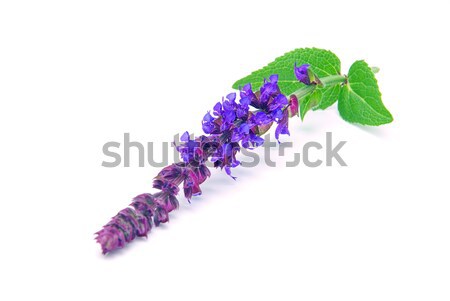 ストックフォト: セージ · 葉 · 背景 · 茶 · 紫色 · 咲く