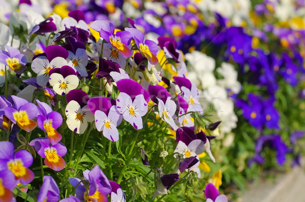 pansy flowers in spring Stock photo © LianeM