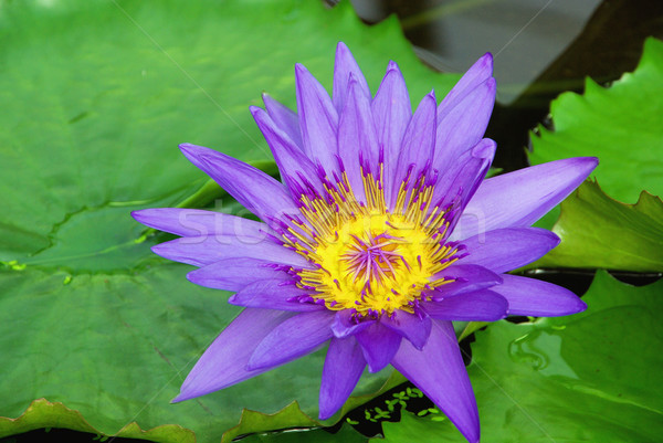water lily 21 Stock photo © LianeM