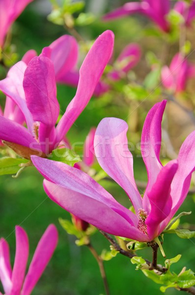 Magnolie verde parc ramură violet floare Imagine de stoc © LianeM