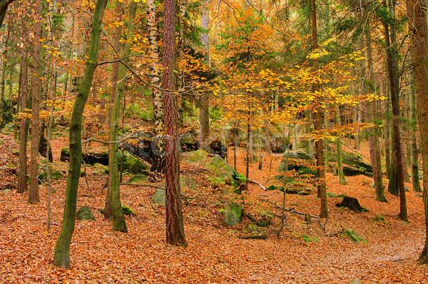 Homokkő kő erdő tájkép levél levelek Stock fotó © LianeM
