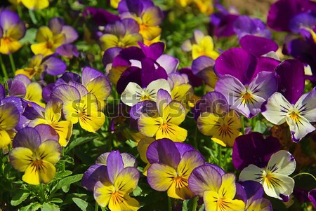 pansy 03 Stock photo © LianeM