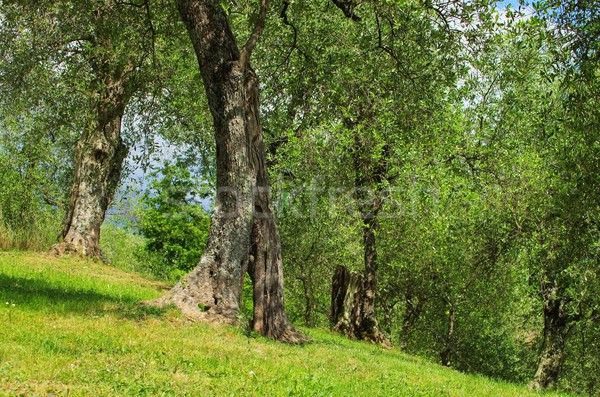 Olijfboom boom hout natuur bladeren tak Stockfoto © LianeM