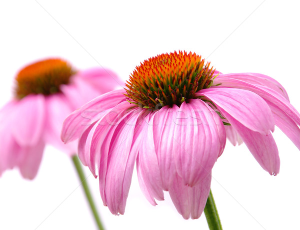 Purple Coneflower 41 Stock photo © LianeM