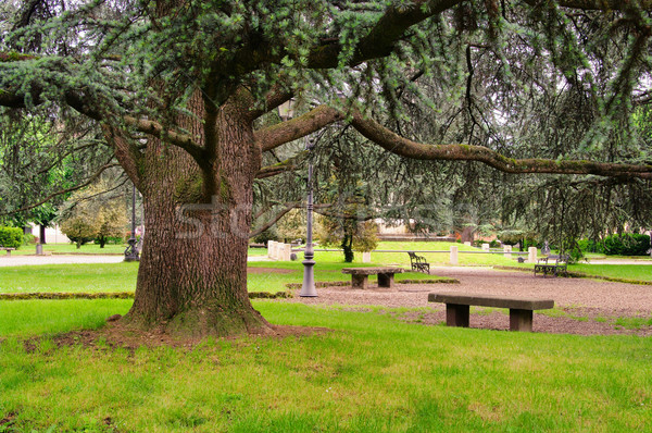 Cedro 15 albero foglia giardino blu Foto d'archivio © LianeM
