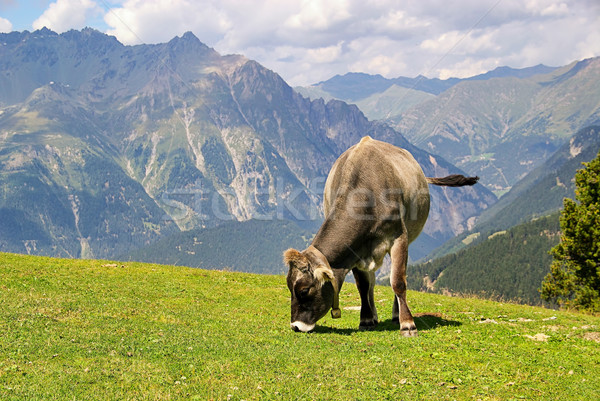 Koe 18 zomer veld groene bergen Stockfoto © LianeM