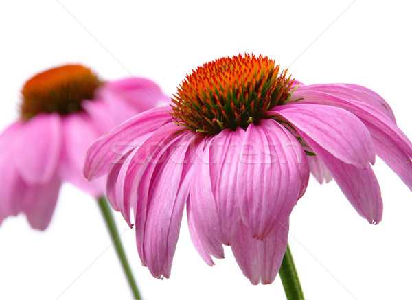 Purple Coneflower 48 Stock photo © LianeM