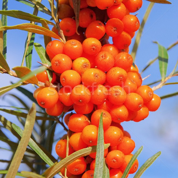 Stock photo: sallow thorn 43