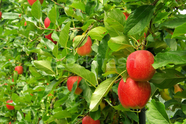 Jabłoń 10 drzewo żywności liści ogród Zdjęcia stock © LianeM