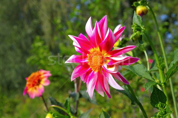 Dahlie Trauben Erwartungen Blume Natur Blatt Stock foto © LianeM