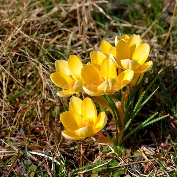 Crocus yellow  Stock photo © LianeM