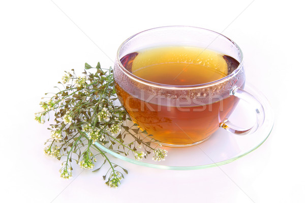 tea yarrow 03 Stock photo © LianeM