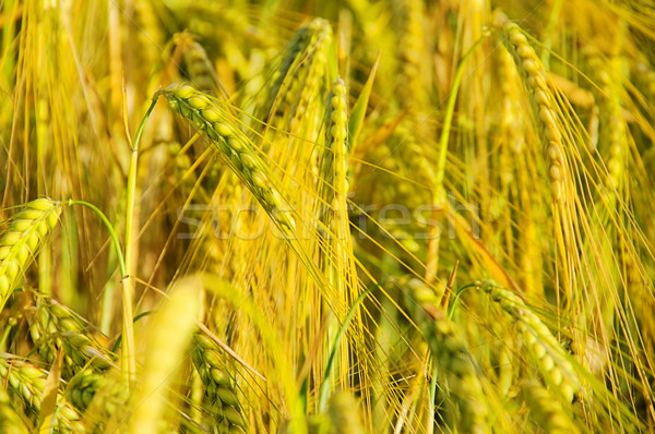 Centeio campo comida grama verão planta Foto stock © LianeM