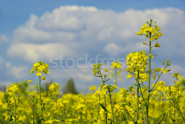 Rapeseed 31 Stock photo © LianeM