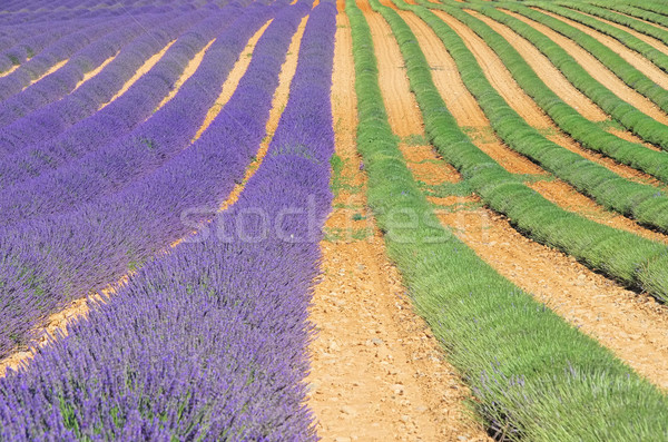 Lavendel veld oogst hemel bloemen schoonheid zomer Stockfoto © LianeM