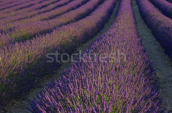 lavender field 67 Stock photo © LianeM