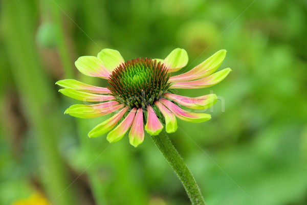 Groene benijden bloemen oog natuur zomer Stockfoto © LianeM