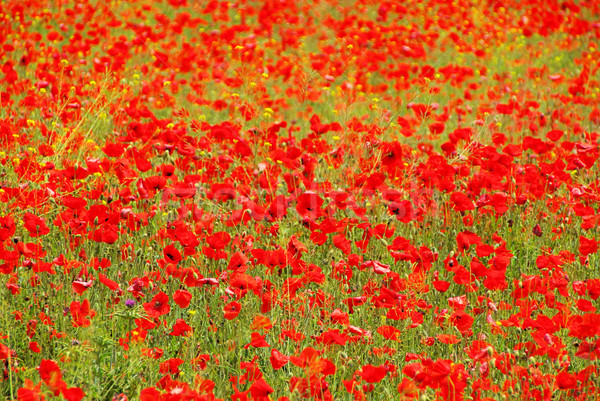 corn poppy 38 Stock photo © LianeM