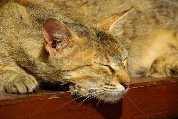 Kedi 12 göz cilt kafa kedi Stok fotoğraf © LianeM