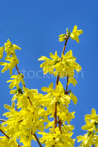 Forsythie - forsythia 08 Stock photo © LianeM