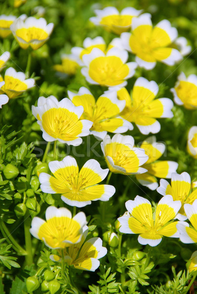 poached egg plant 04 Stock photo © LianeM