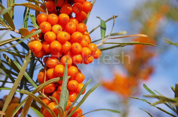 Cierń niebo morza pomarańczowy owoce Bush Zdjęcia stock © LianeM