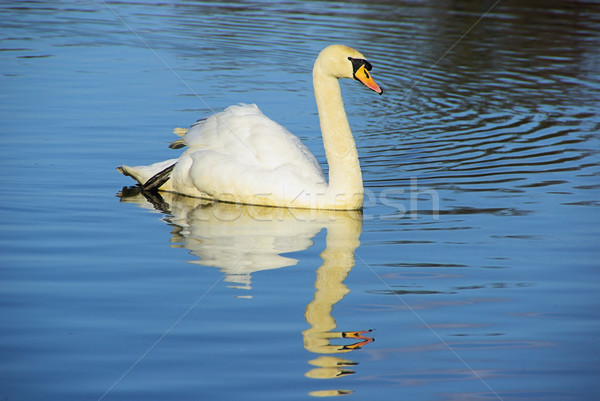 Swan 08 Stock photo © LianeM