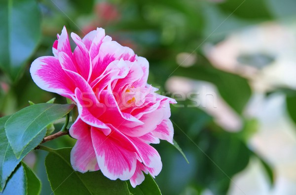 japanese camellia 01 Stock photo © LianeM
